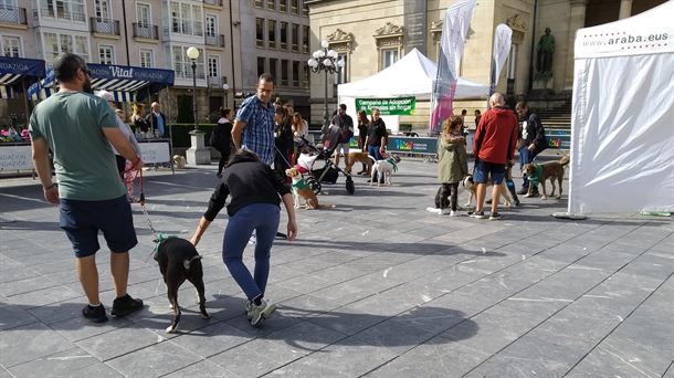 Pasarela de perros en la Plaza de la Provincia