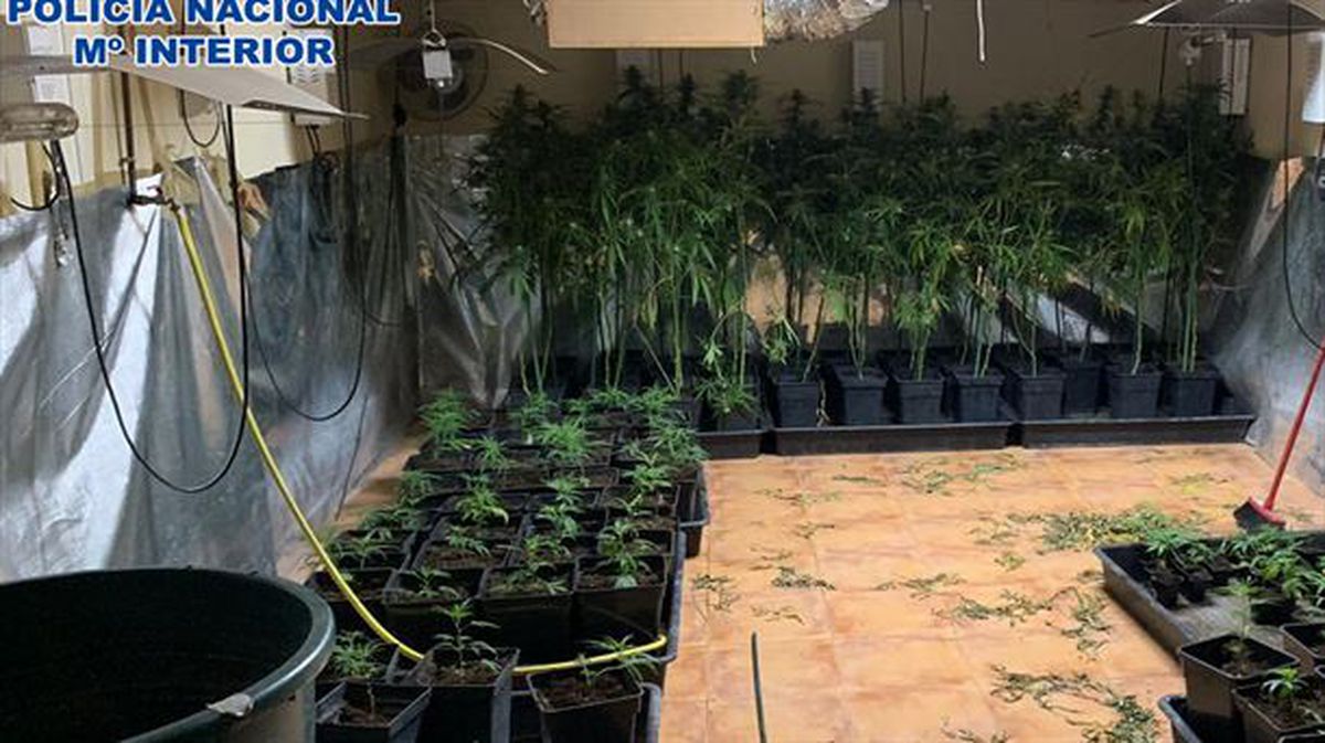 Plantas de marihuana que cultivaban en la vivienda