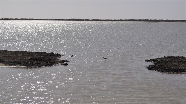 Salinas en San Fernando                                                                             