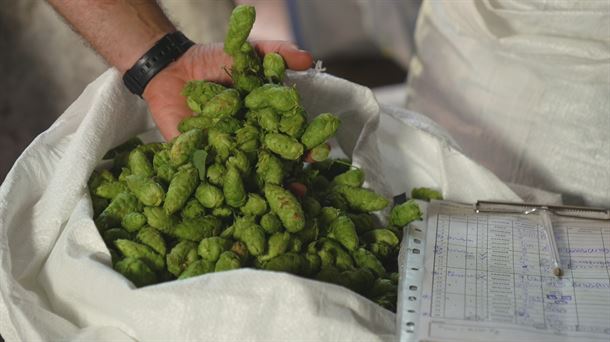 El lúpulo, el toque mágico de la cerveza