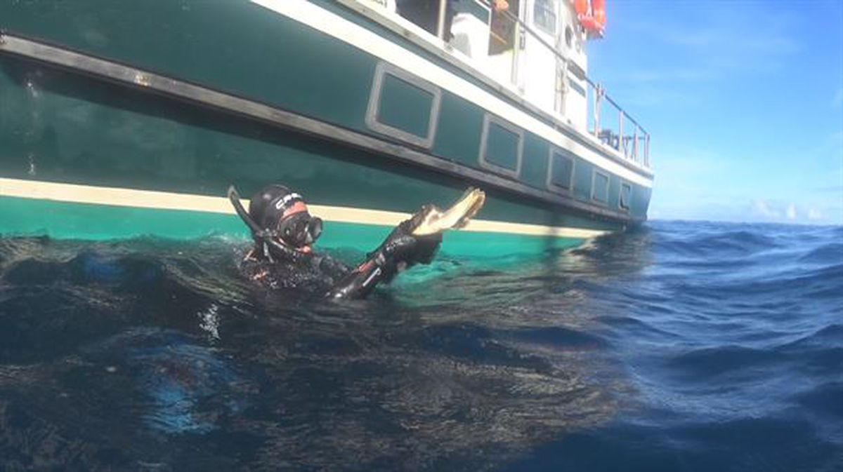 Momento en el que han devuelto la tortuga al mar