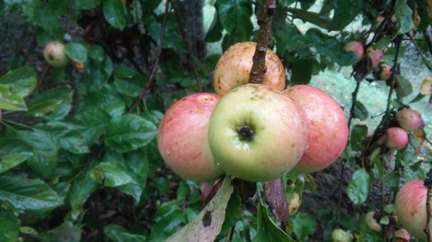 Manzanas de los frutales del Caserío Museo Igartubeiti de Ezkio