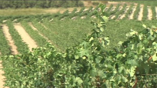 "Viñedos de Álava" primará la calidad de los vinos frente a la cantidad