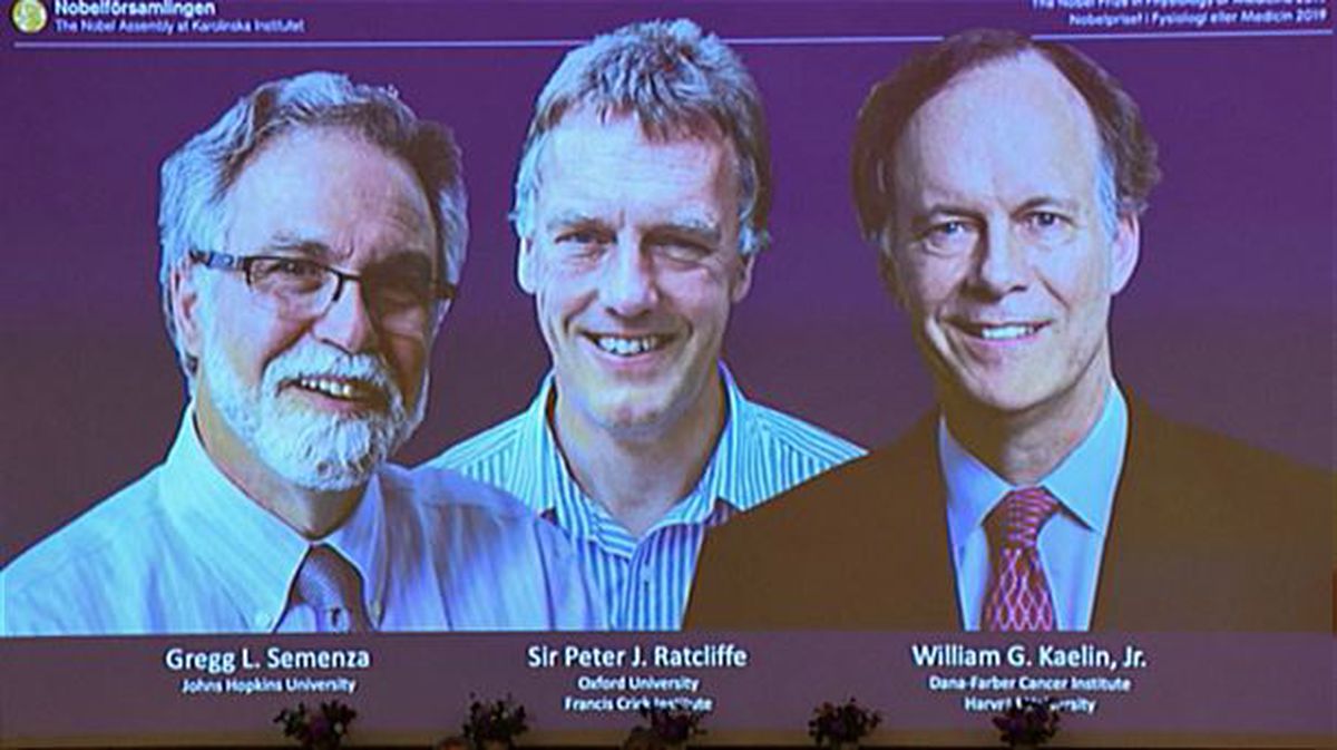 William G. Kaelin, Sir Peter Ratcliffe y Gregg L. Semenza logran el Nobel de Medicina 2019.