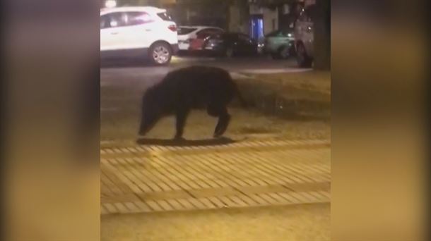 Jabalí en las calles de Llodio