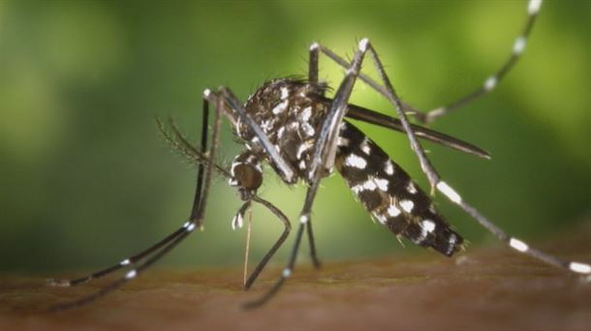 Detectan larvas de mosquito tigre en el centro de Irun