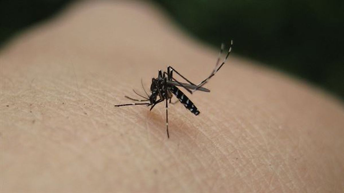 El mosquito tigre ha llegado a centros urbanos de la CAV. Foto: naturegirl 78 (Creative Commons)