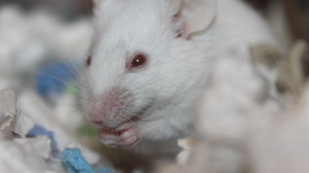 Nacen ratones más longevos y sanos sin edición genética