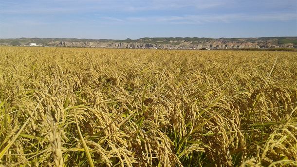 ARROZ. ARGUEDAS. NAVARRA.