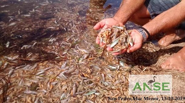 El Mar Menor se muere