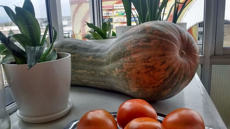 Calabaza de Villodas de 10 k. Pili Mendizabal, 06.11.2019