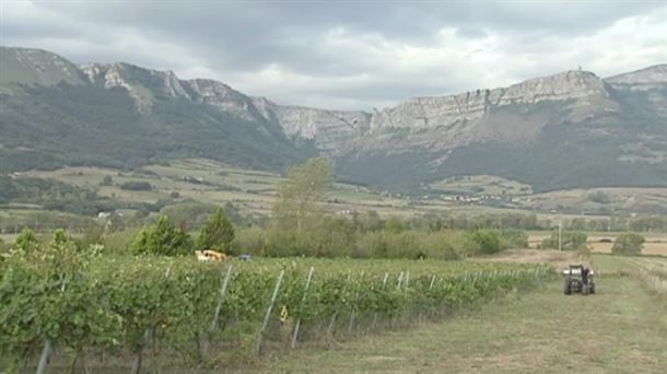 VALLE DE ARRASTARIA. TXAKOLI. ARABAKO TXAKOLIÑA. AMURRIO.