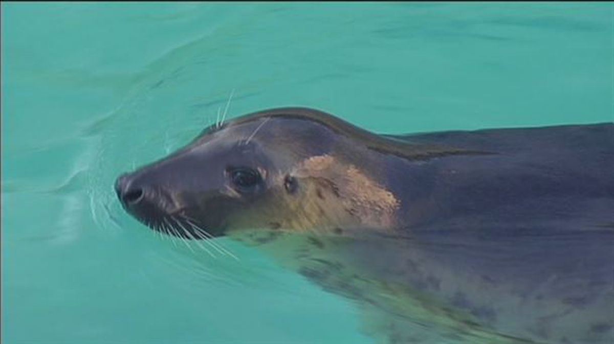 Noella, la foca hembra trasladada a Santander