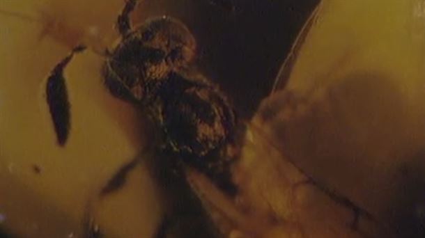 ÁMBAR. YACIMIENTO DE YURDINA. MOSQUITO. PEÑACERRADA. 