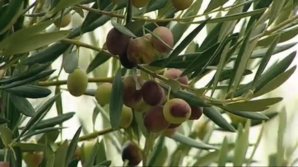 ACEITUNA. OLIVA. RIOJA ALAVESA.