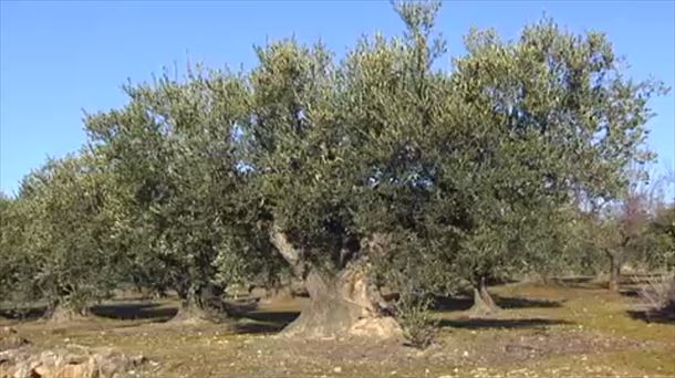 El futuro del olivo: ¿estamos a salvo de la bacteria que arrasa en Italia?