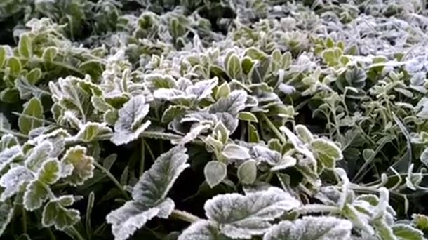 En otoño-invierno hay que proteger las plantas de las heladas