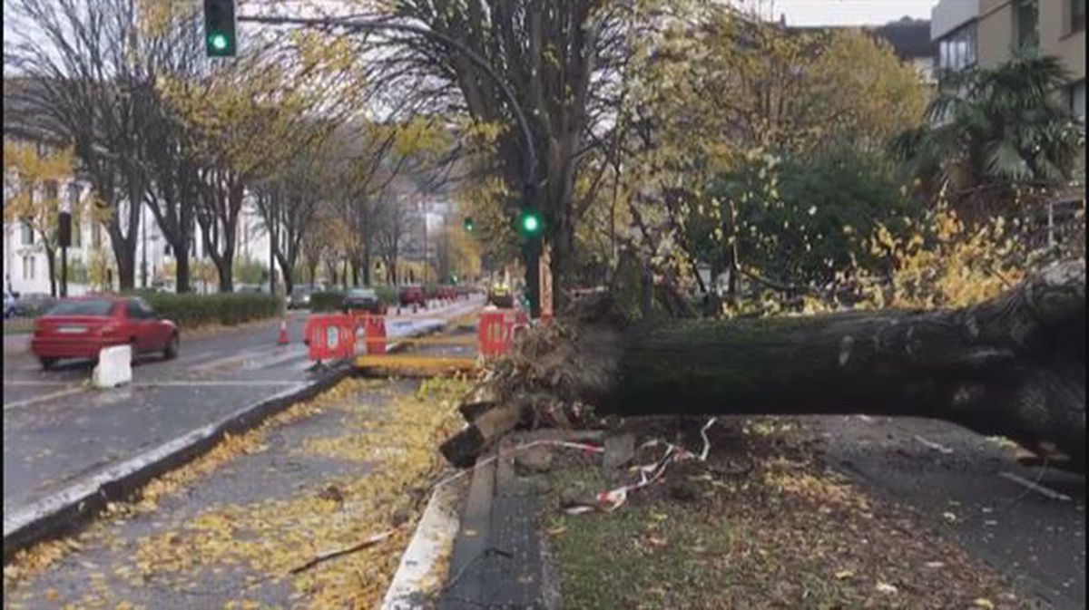 Un árbol ha caído en San Sebastián. Foto obtenida de un vídeo de EiTB. 