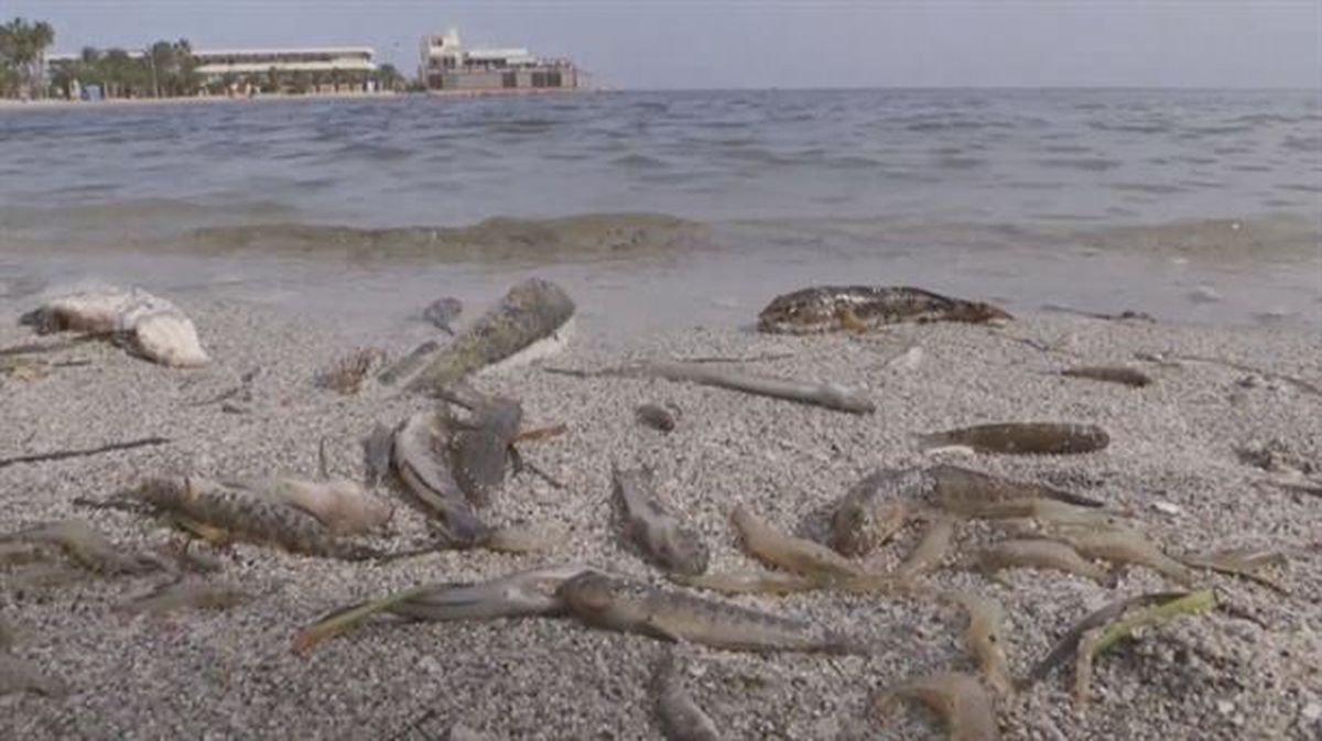 Peces muertos aparecidos a orillas del Mar Menor