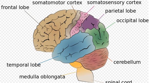 Partes del cerebro. Wikipedia