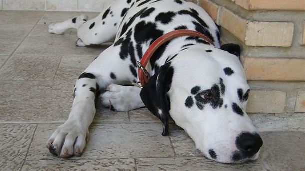 Etxeko animaliak COVID-19arekin kutsatuta egon daitezkeenik baieztatzeko "frogarik ez dago". 