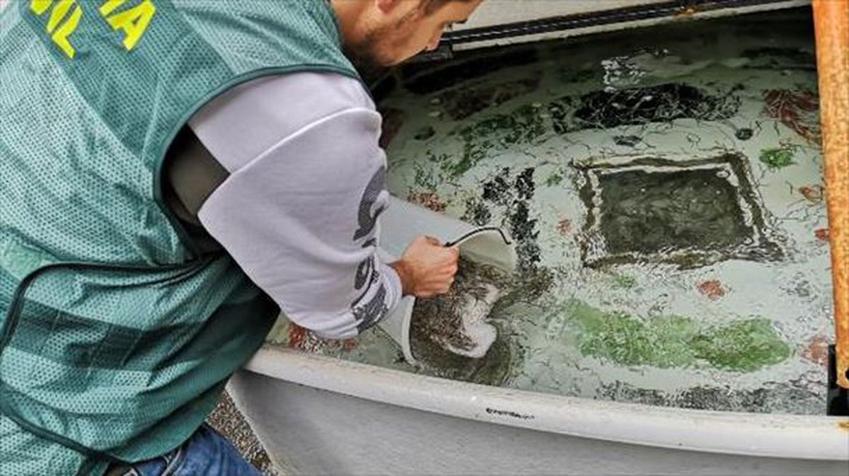 Incautadas en Irun 80 kilos de angulas. Foto: Guardia Civil