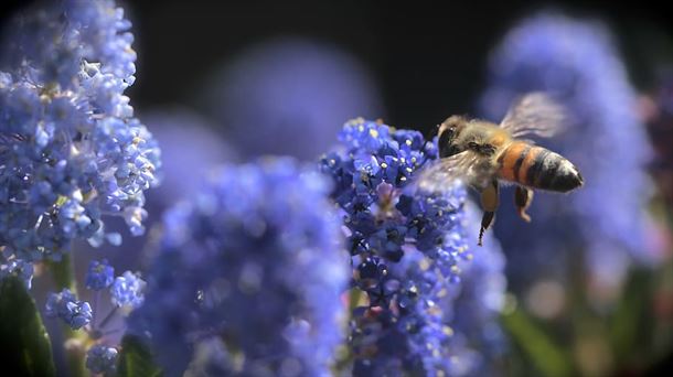 Abeja trabajando 