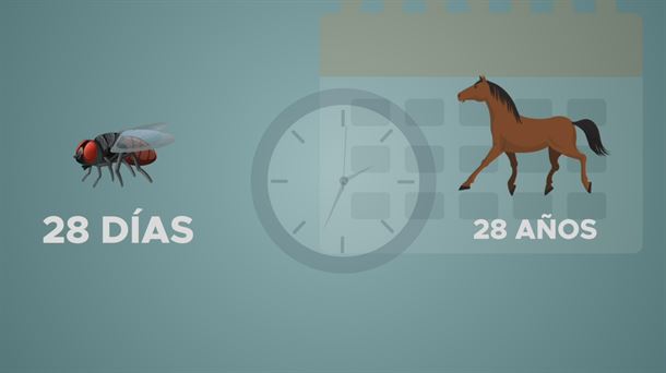 ¿Es cierto que los animales de gran tamaño tienen una mayor esperanza de vida?