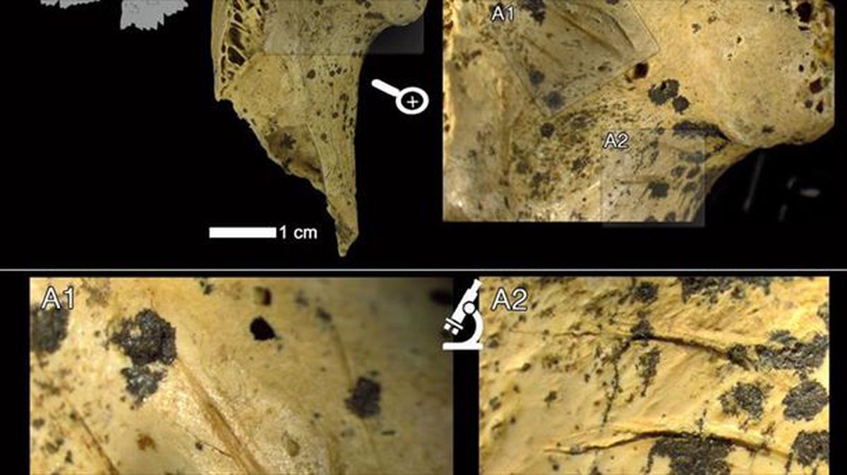 Fragmento proximal de fémur de águila real (Aquila chrysaetos) del nivel IV del yacimiento de Axlor. Foto: EFE