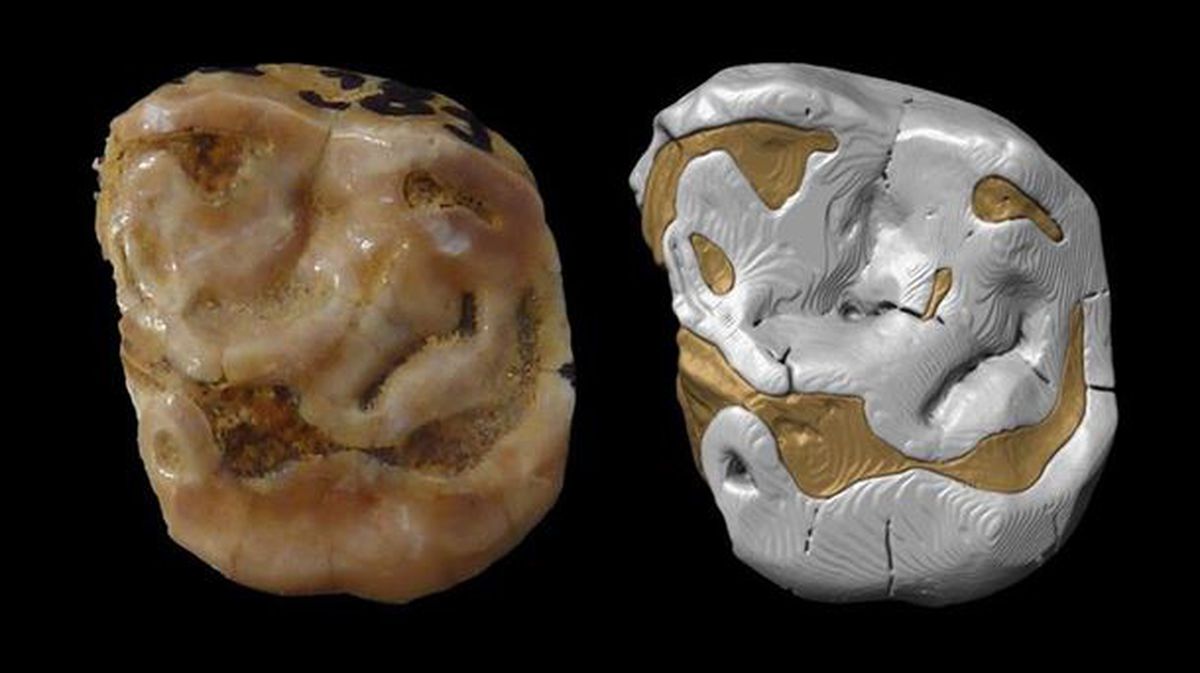 Molar decidual (de leche) neandertal del yacimiento de Axlor. EFE/UPV/EHU/Asier Gómez-Olivencia
