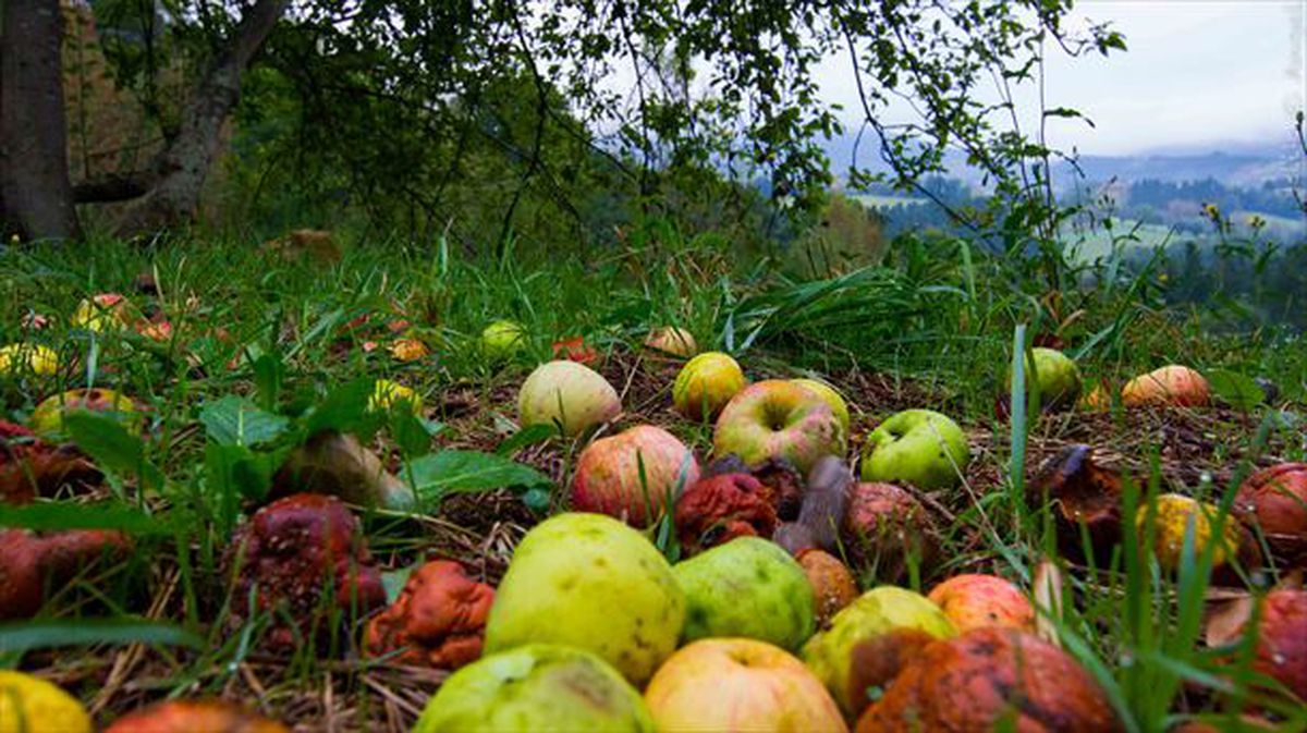 Manzanas en el suelo a la espera de ser recogidas para hacer sidra