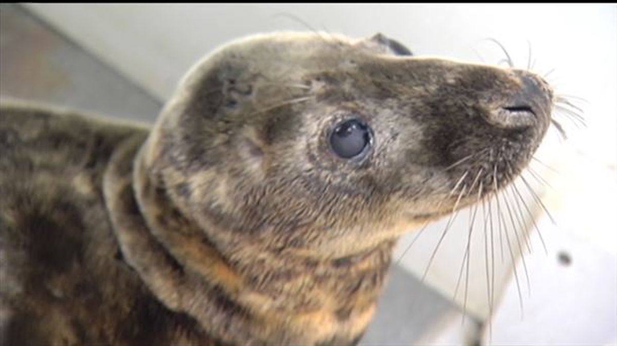 Foca herida en Biarritz / EiTB