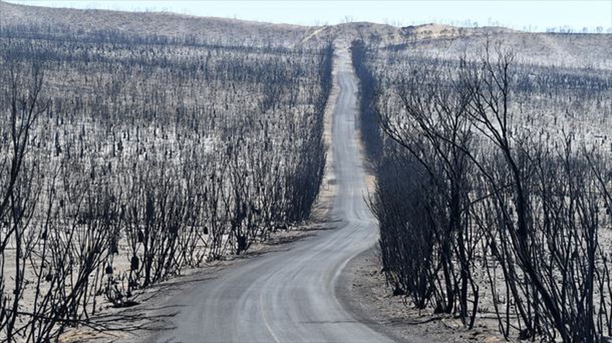 Una superficie quemada en la isla de Canguro, al sur del país.