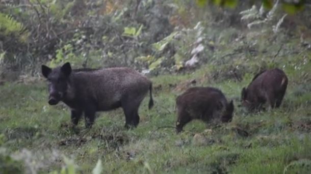 Cazadores de provincias vecinas llegan a Álava para cazar jabalíes         