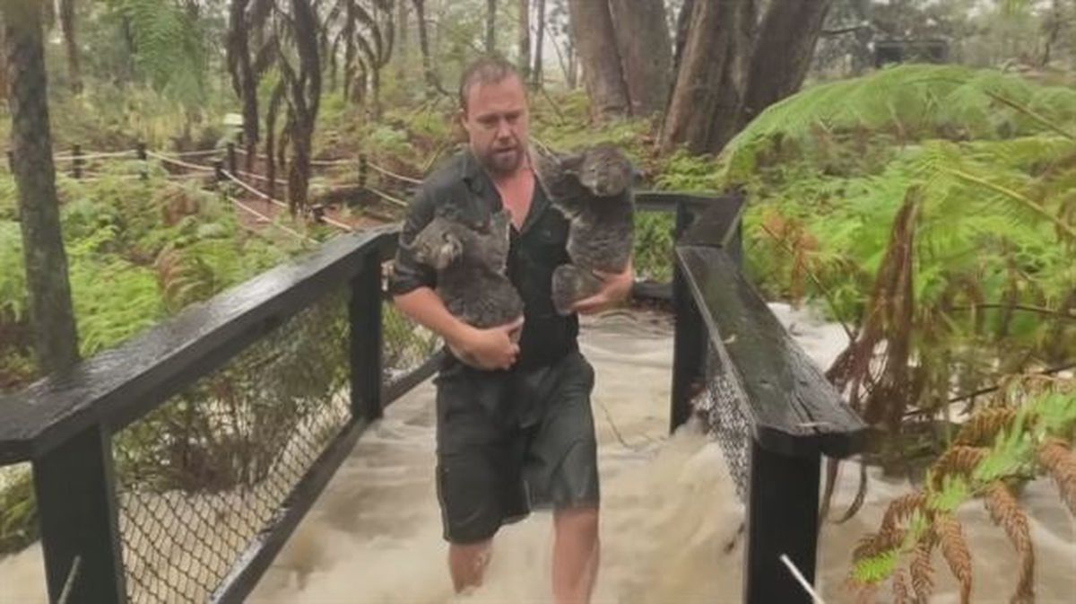 Un hombre rescata a dos koalas en una inundación