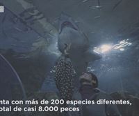 Dormir con los peces, uno de los servicios que ofrece el Aquarium de Donostia