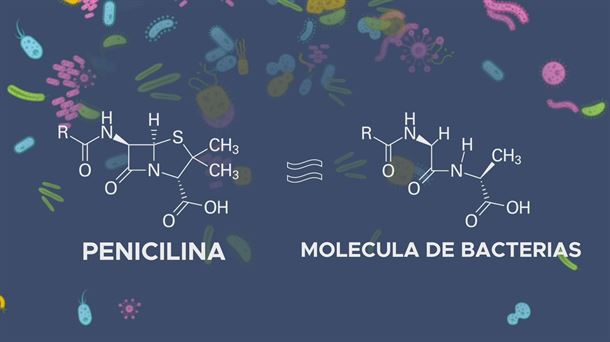 Ciencia animada: La penicilina revolucionó la medicina