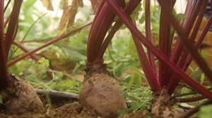 La remolacha roja, dulzona y con un ligero sabor a tierra