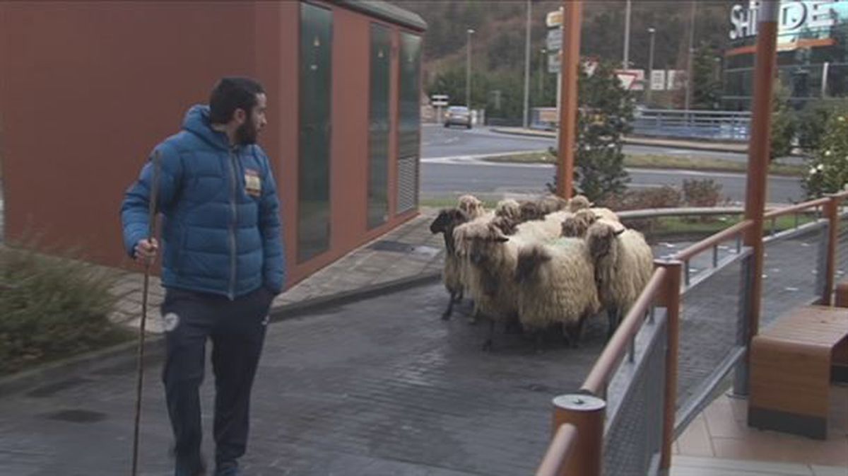 Las ovejas se han paseado por el McDonald's de Abadiño