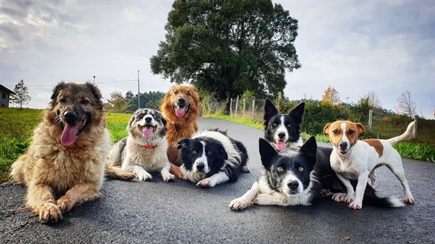 'Adiestramos perros para que aprendan a detectar el coronavirus a través del olfato' 