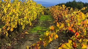Clases Magistrales | Geografía: La singularidad de los Viñedos de Rioja Alavesa