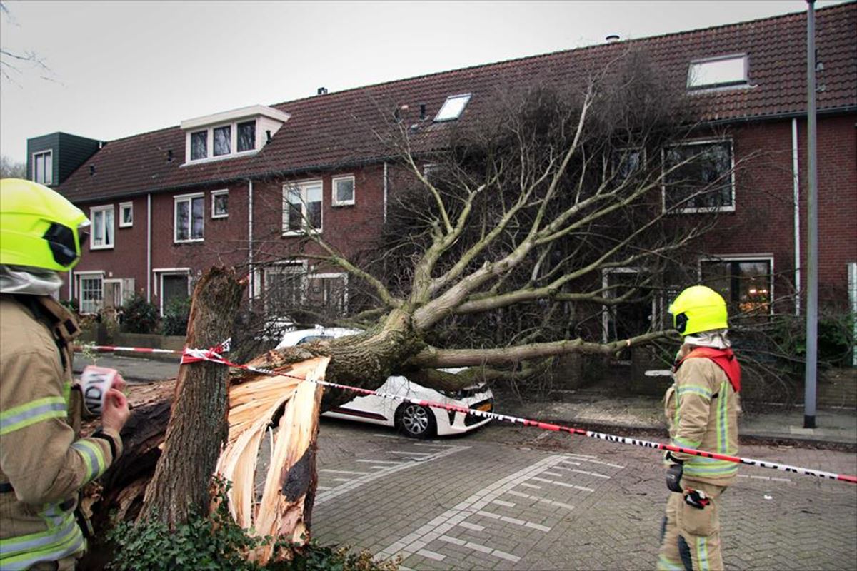 Árbol caído en Rotterdam