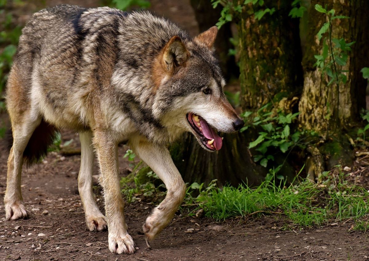 Lobo en una imagen de archivo. Foto: Pixabay