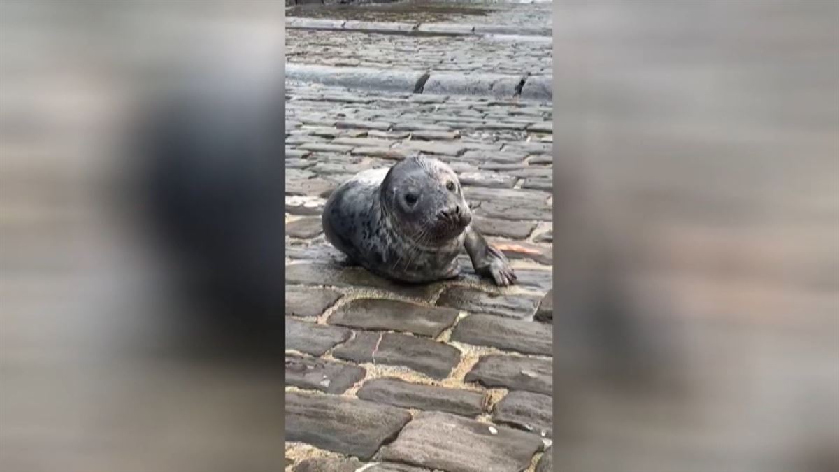 Aparece una foca en el puerto de Mutriku