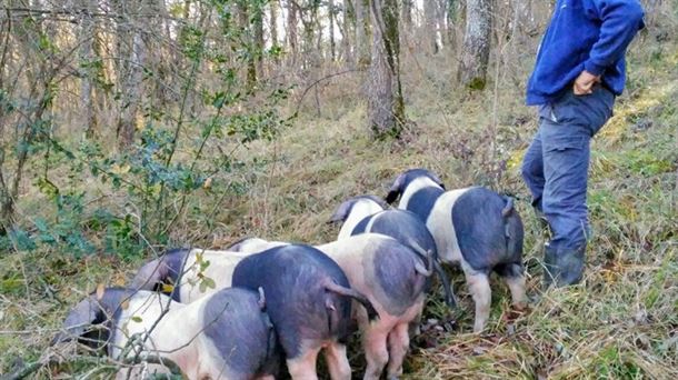 Silvotxerri, un nuevo concepto de cría del porcino a estudio en Gasteiz