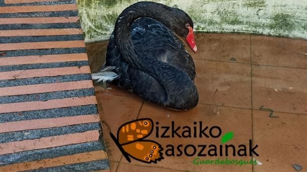 Cisne negro. Bizkaiko Basozainak.