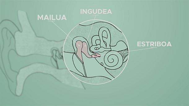 Zientzia animatua: Entzumena