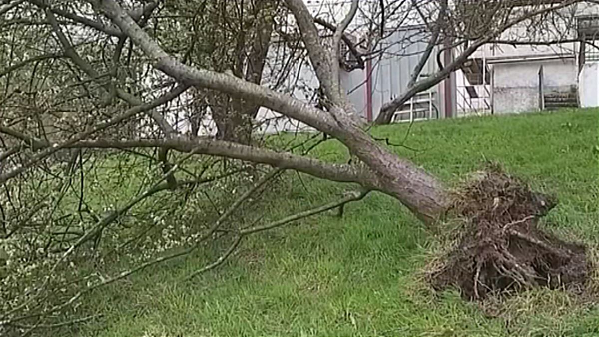 El fuerte viento arranca un árbol en Idiazabal