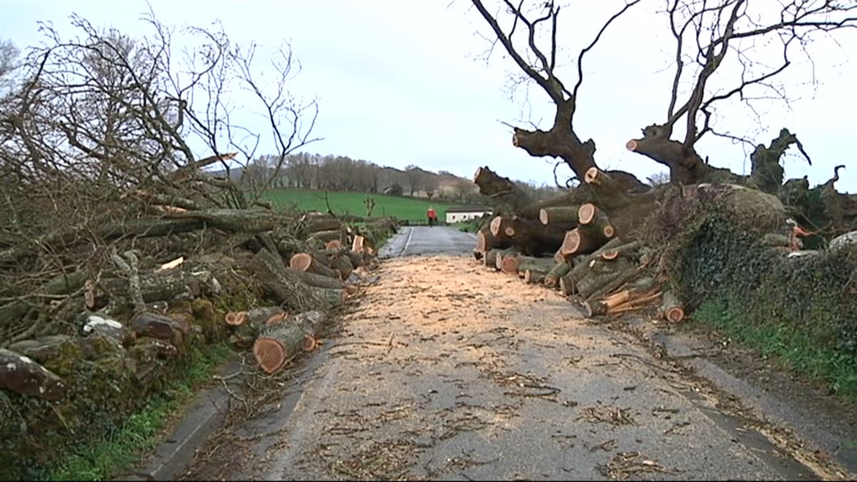 Varios árboles han cortado la carretera en Erratzu