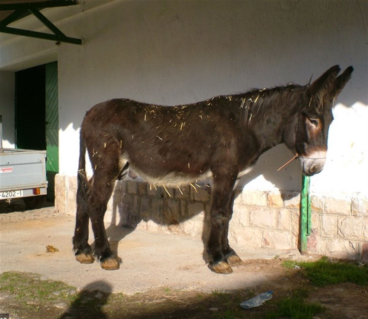 Burro De La Democracia Americana Pósters: Burros Vs Elefantes
